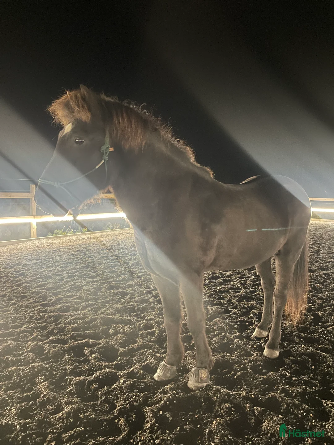 Island hästar till salu: Flott valack i Värmdö - Annons 4