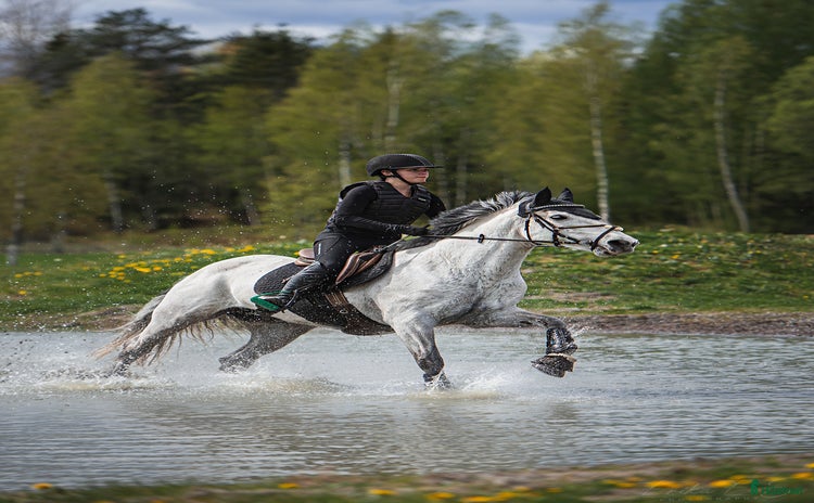  hästar i Karlstad - Annons 3