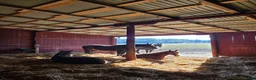 stallplats finnes: Lösdrift för ston/unghästar - Annons 1