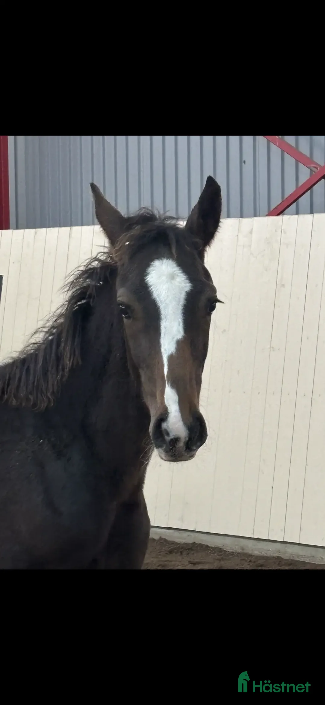 Hoppning hästar till salu: Hingst med fantastiskt temperament  i Fjälkinge - Annons 1