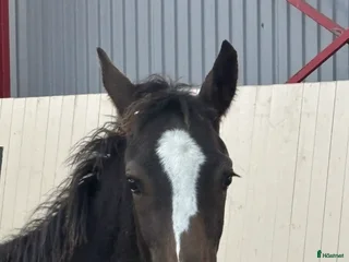 Hoppning hästar till salu: Hingst med fantastiskt temperament i Fjälkinge - Annons 1