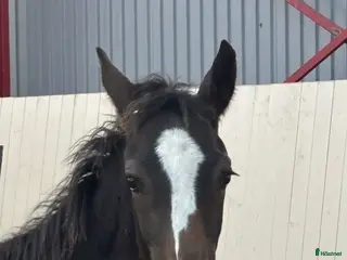 hästar Hingst med fantastiskt temperament - Annons 1