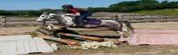 Allround hästar till salu: 6yo gelding 128cm - Annons 8