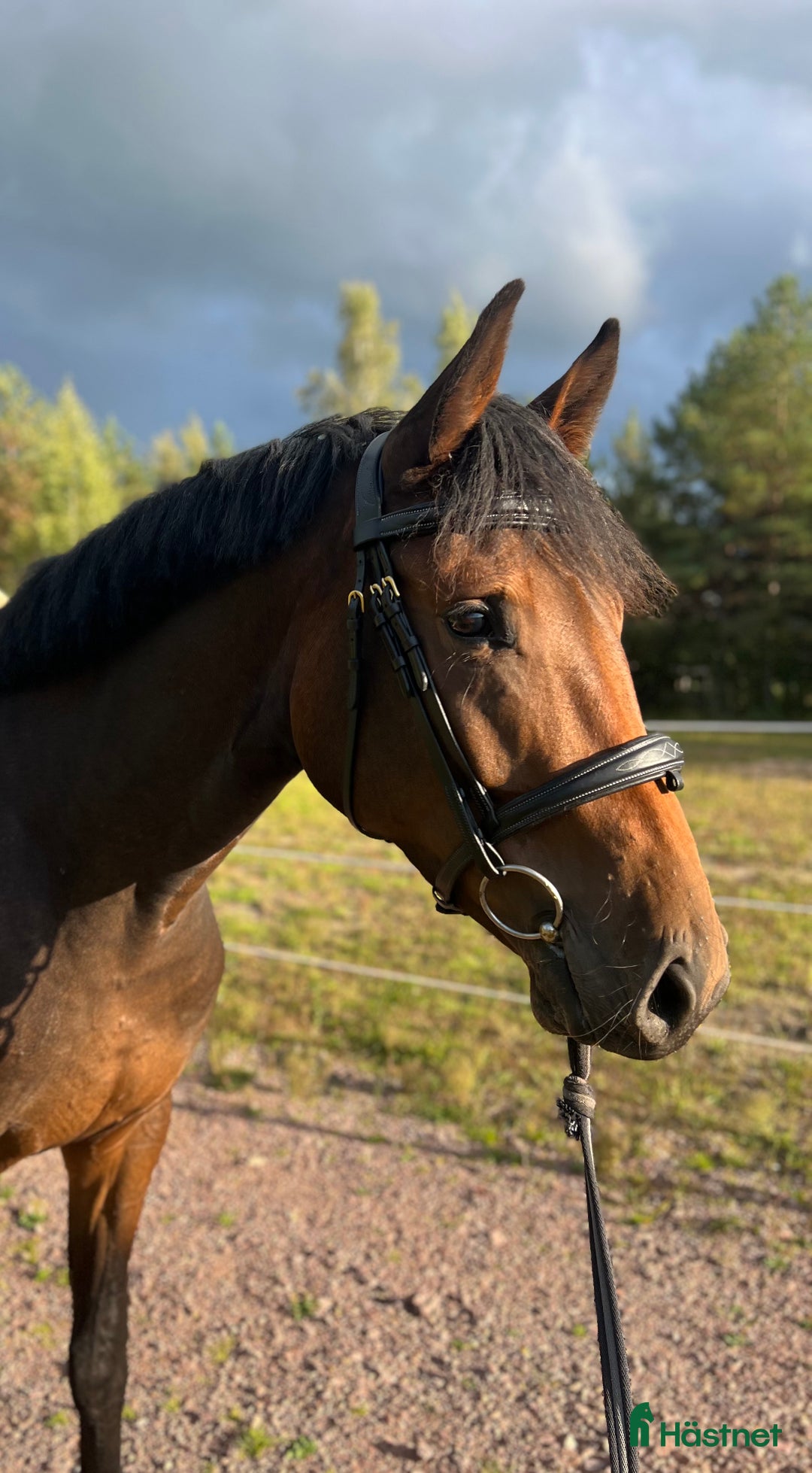 Hoppning hästar till salu: Framtidsämne inom valfri gren! i Skövde - Annons 3