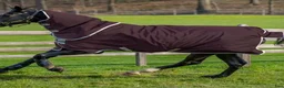 Täcken hästutrustning till salu: Horseware utetäcke 100 gr - Annons 2