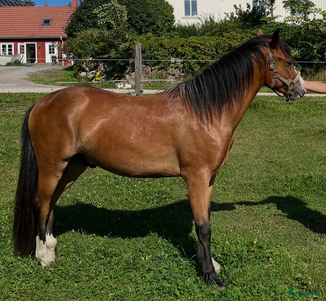  hästar Mor och dotter ponny - Annons 2
