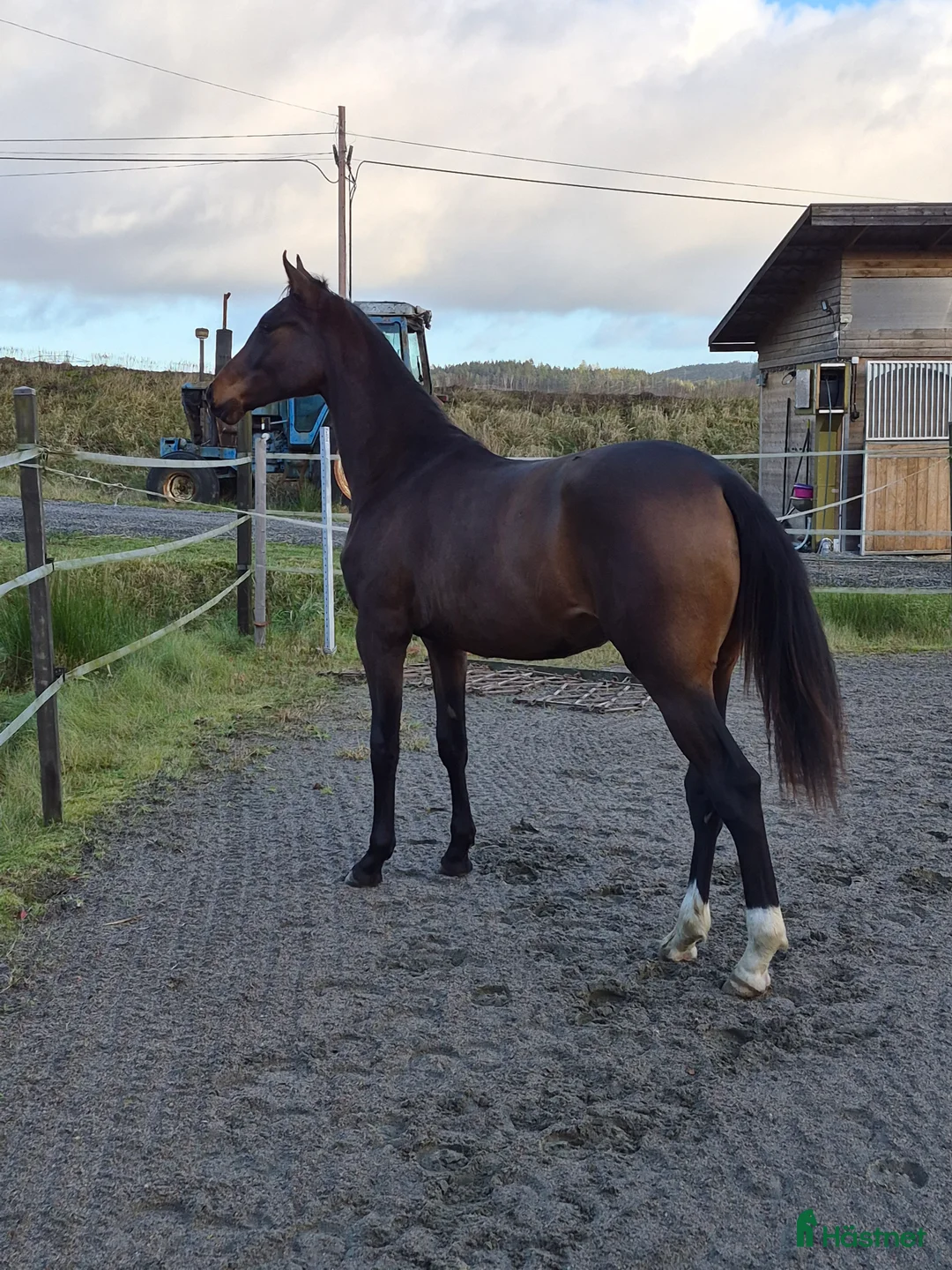 Dressyr hästar till salu: Otroligt social tjej - Annons 1