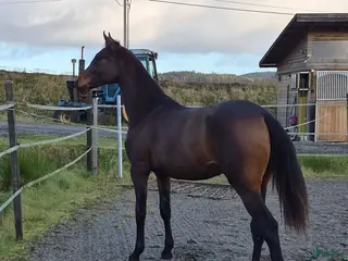 hästar Otroligt social tjej i Horred - Annons 17