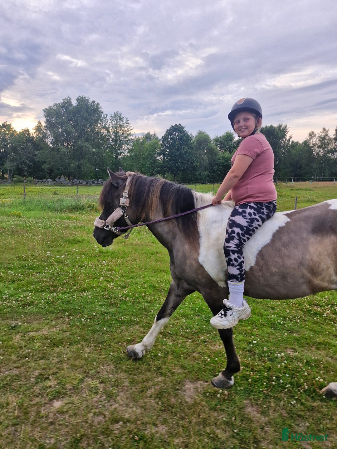  foderhäst sökes: Söker efter en bästa vän till dottern! i Hästveda - Annons 2