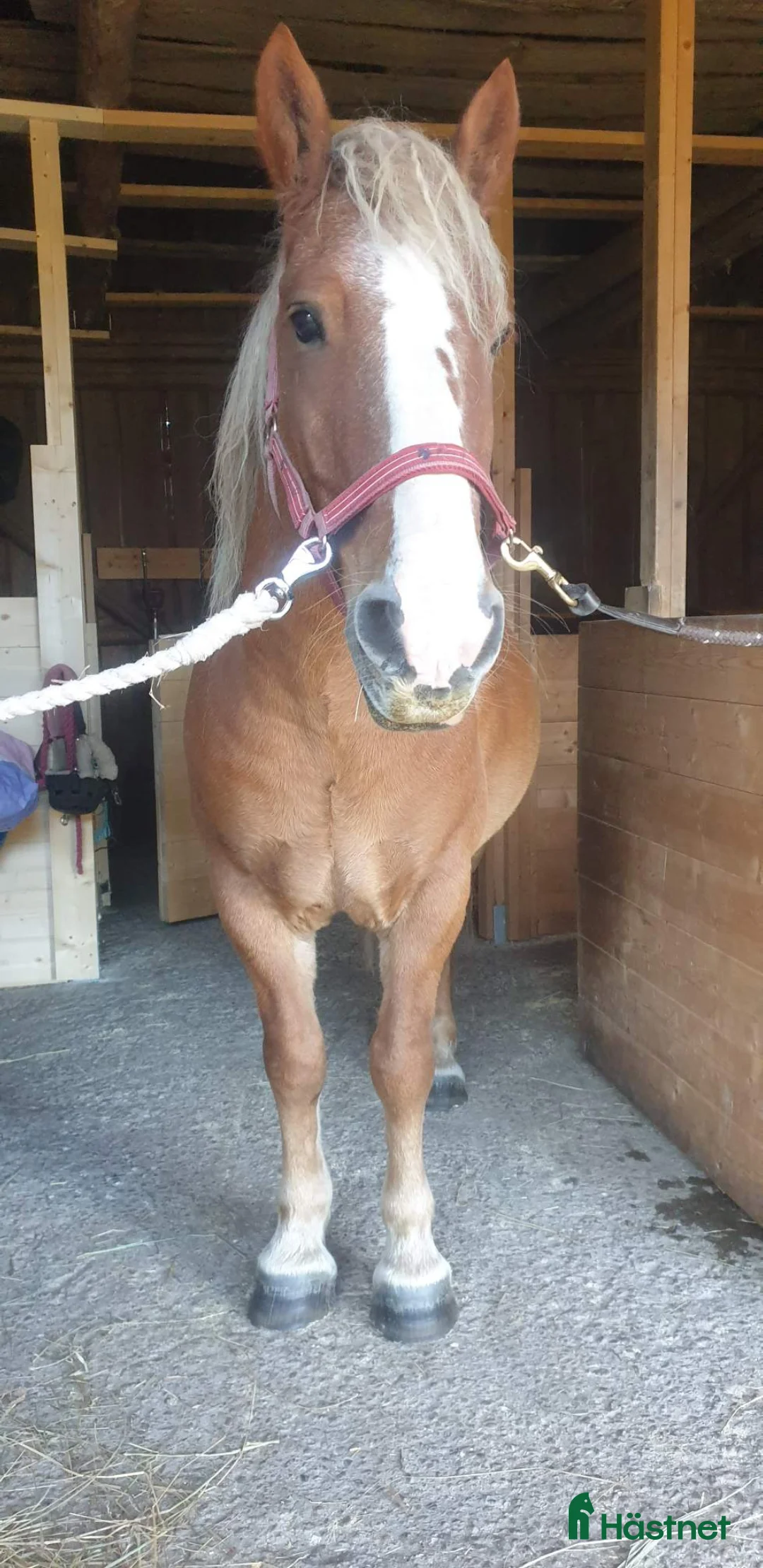 Allround hästar till salu: Nyfiken skogsmulle! i Färgelanda - Annons 3