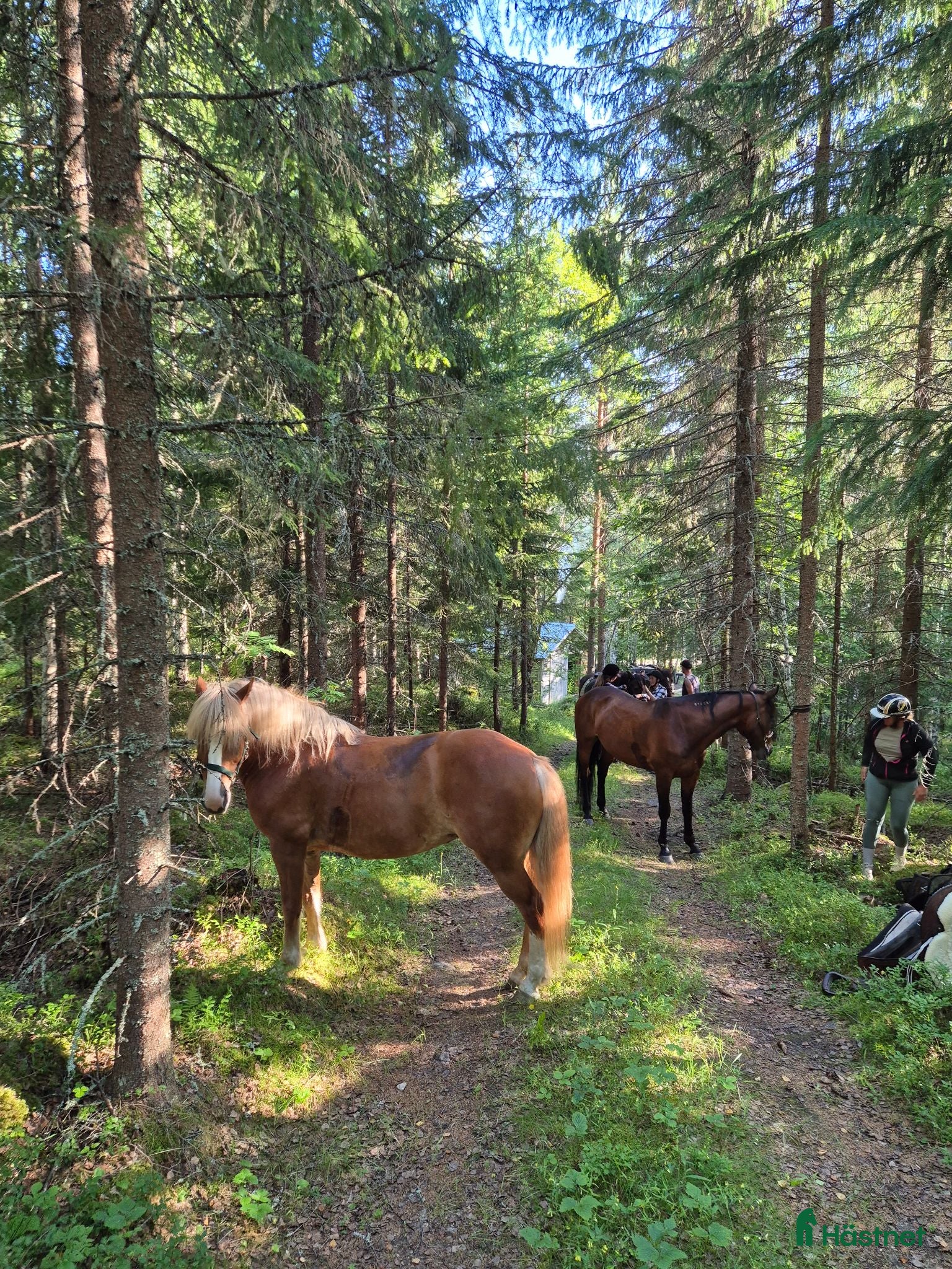  hästar Medryttare - Annons 4