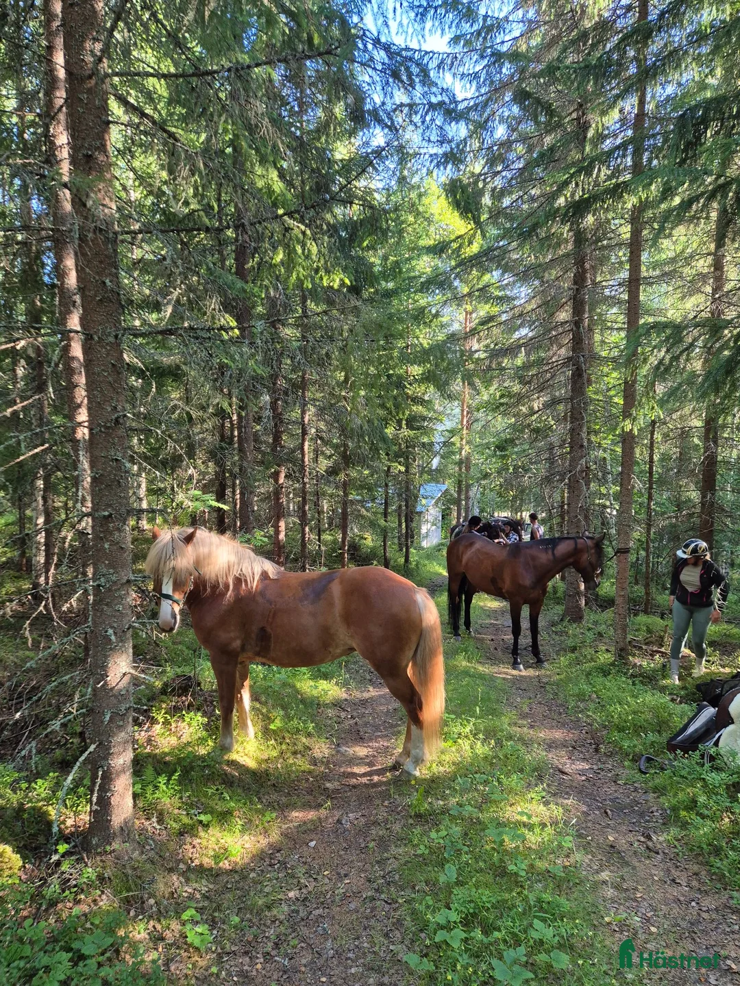 Allround hästar sökes: Medryttare i Vallsta - Annons 1