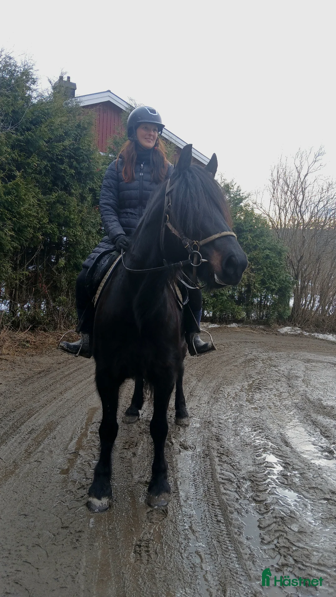 Allround hästar till salu: Kallblodssto - Annons 1