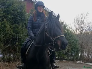 hästar Kallblodssto - Annons 6