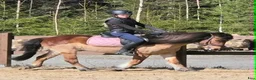 Allround hästar till salu: Fantastiska barnponnyer! :-)  - Annons 8