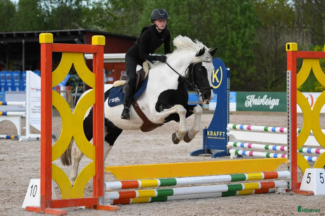 Hoppning hästar sökes: SÖKER FODERHÄST i Kolmården - Annons 1