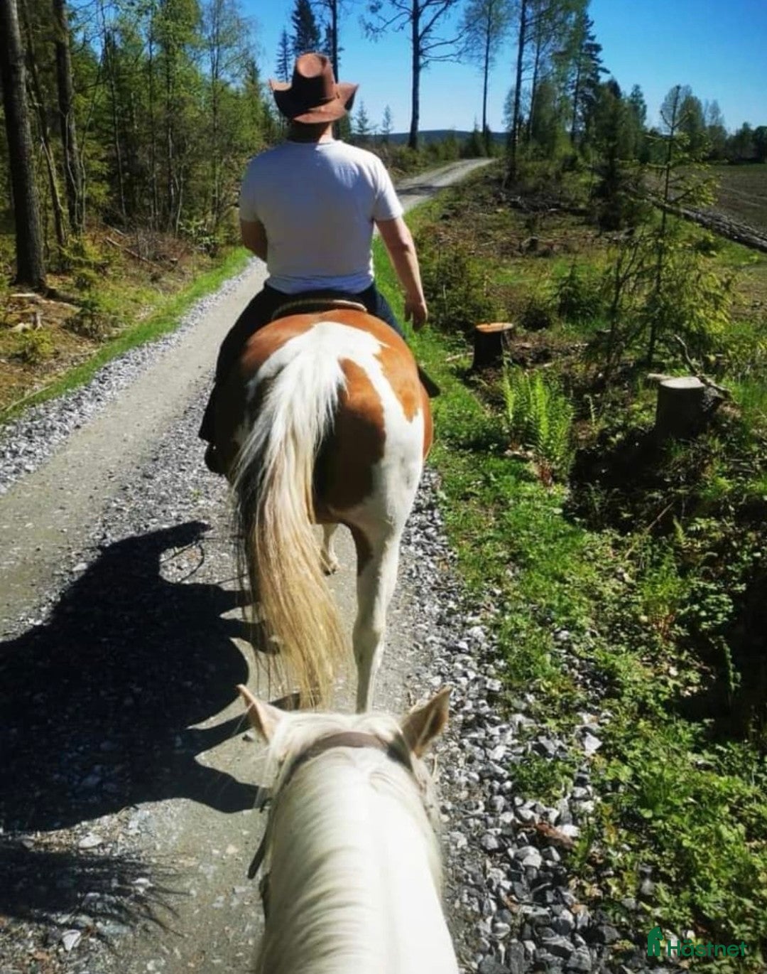 Western hästar sökes: Western hest (quarter, paint) ønskes til godt hjem i Finstadjordet - Annons 2