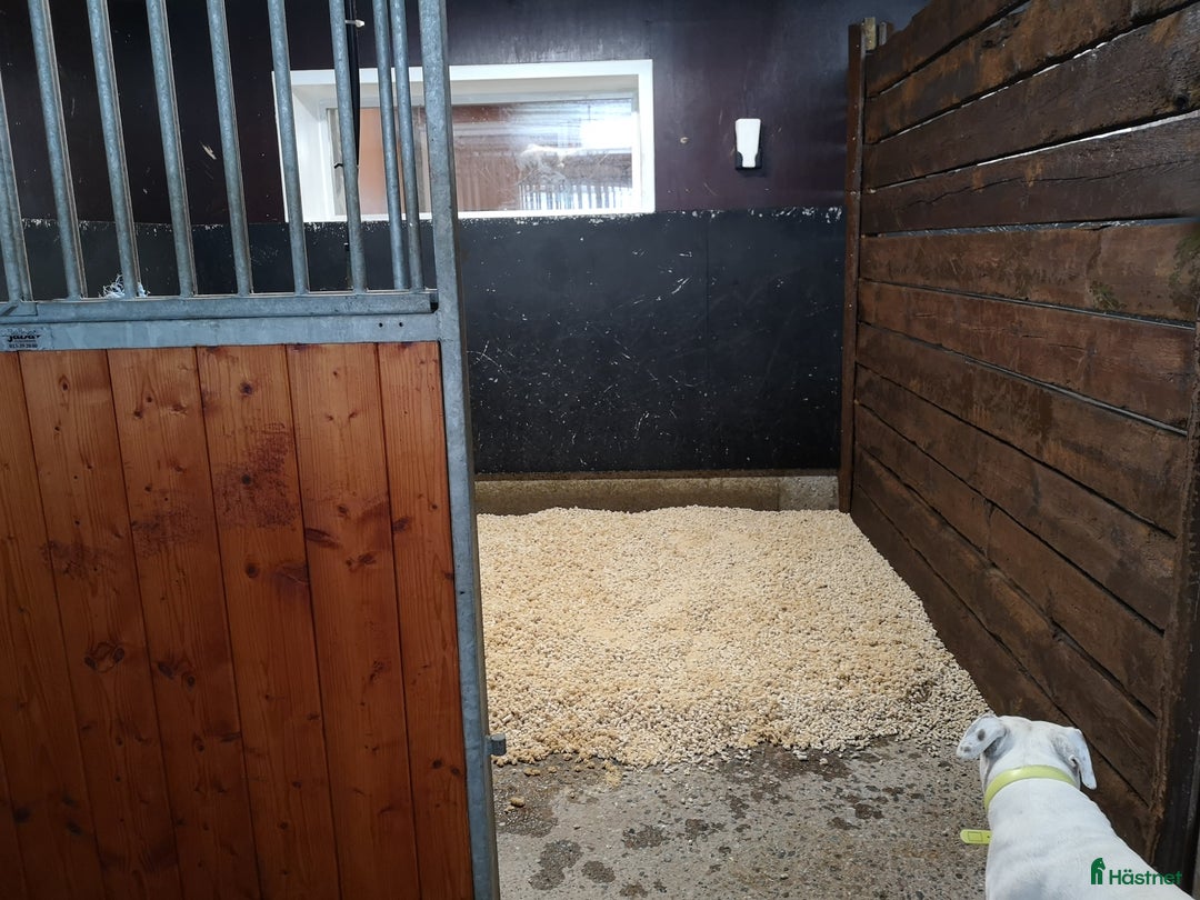  stallplats finnes: Stall platser lediga  i Nykvarn - Annons 3