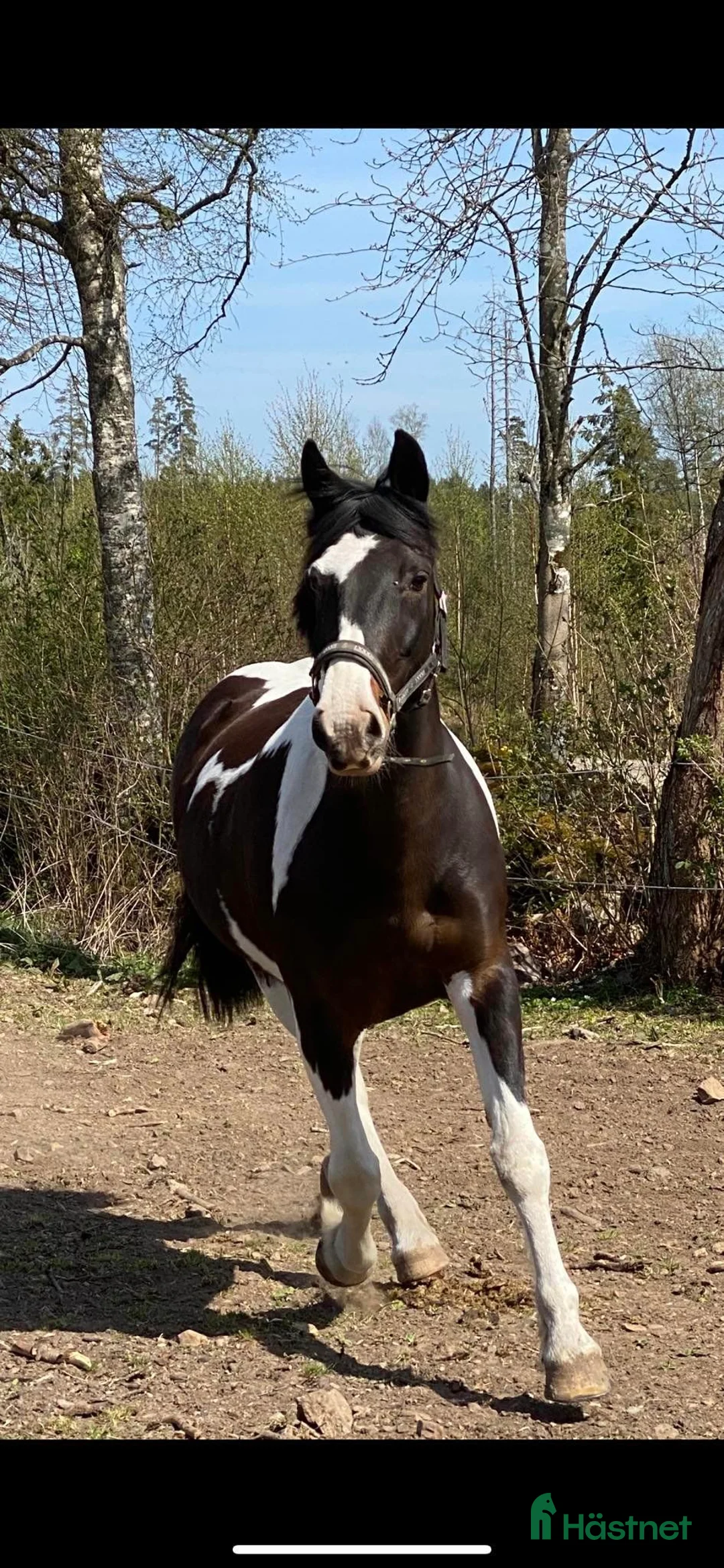 Avelshästar hästar till salu: Dräktigt skäcksto till vettig prislapp!!! - Annons 1