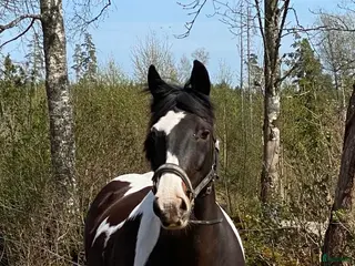 hästar Dräktigt skäcksto till vettig prislapp!!! - Annons 19