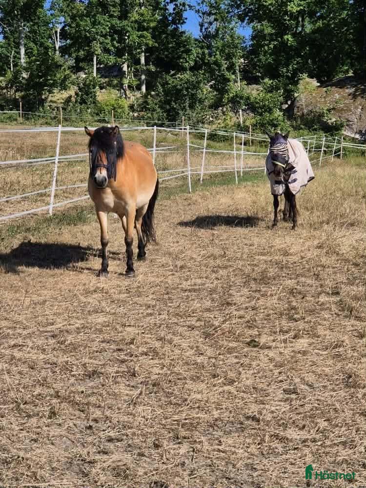 Allround hästar till salu: Trevlig och social ponny  - Annons 2