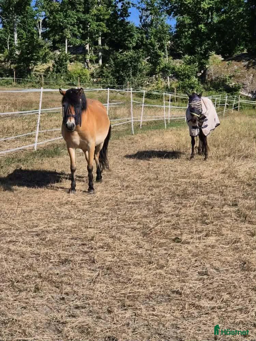 Allround hästar till salu: Trevlig och social ponny  - Annons 1