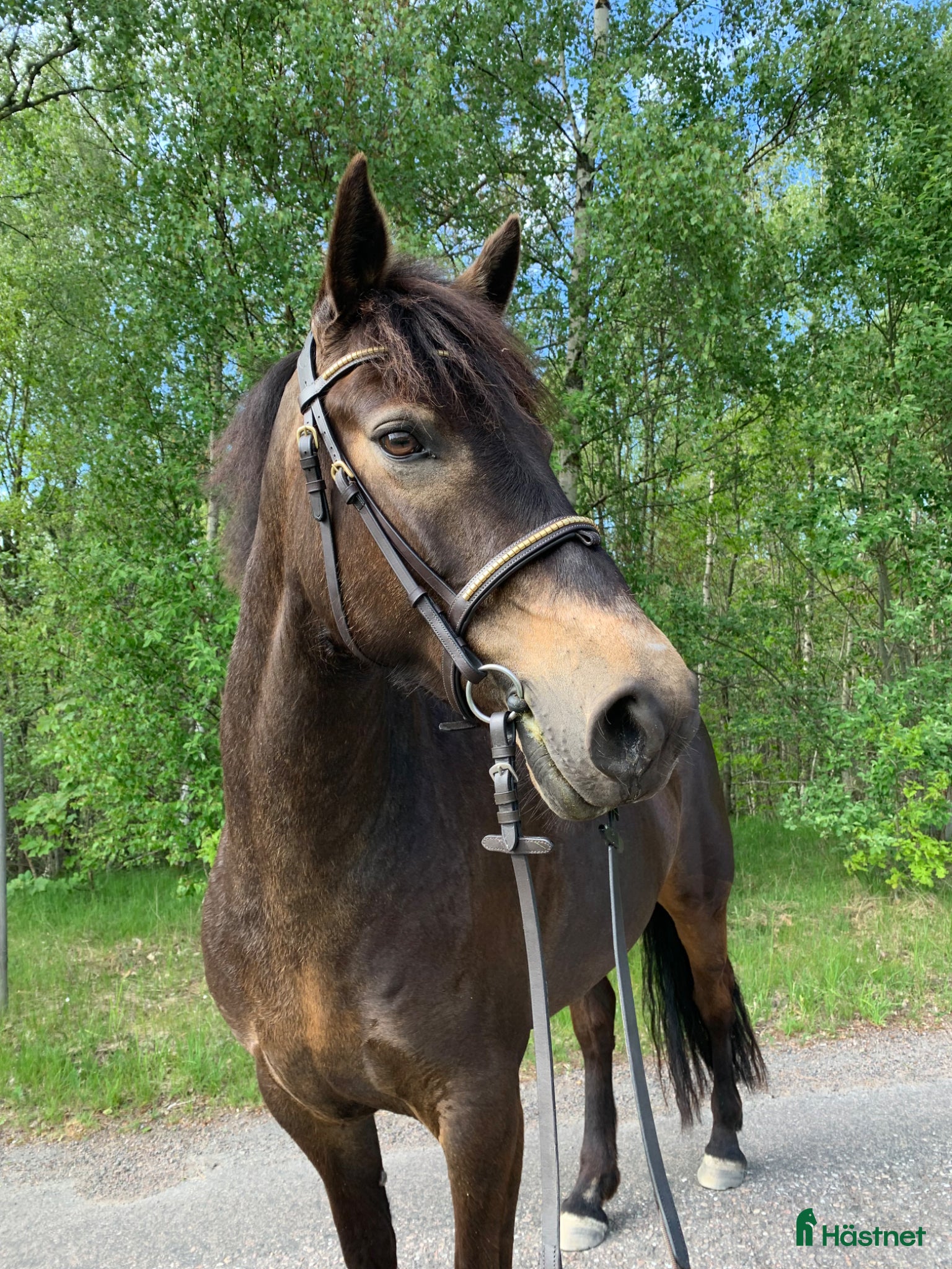  hästar Försiktigt sto med hjärta av guld! - Annons 1