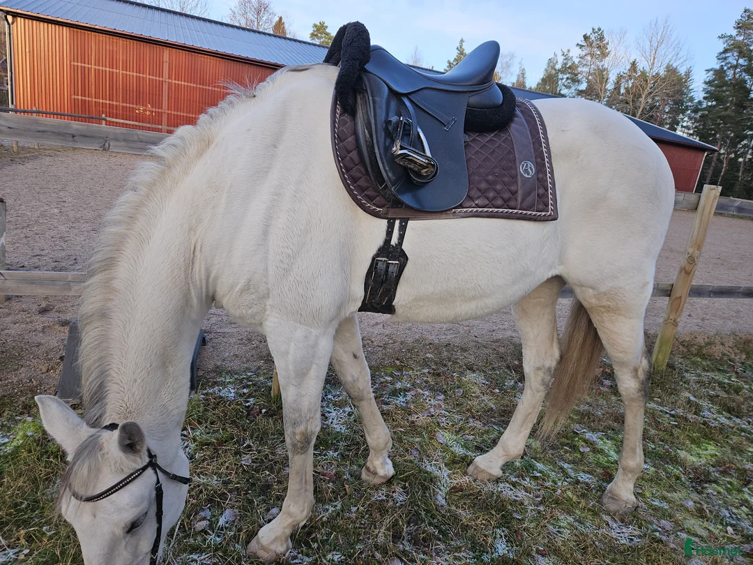 Allround hästar till salu: Pre korsning, rehabämne - Annons 2