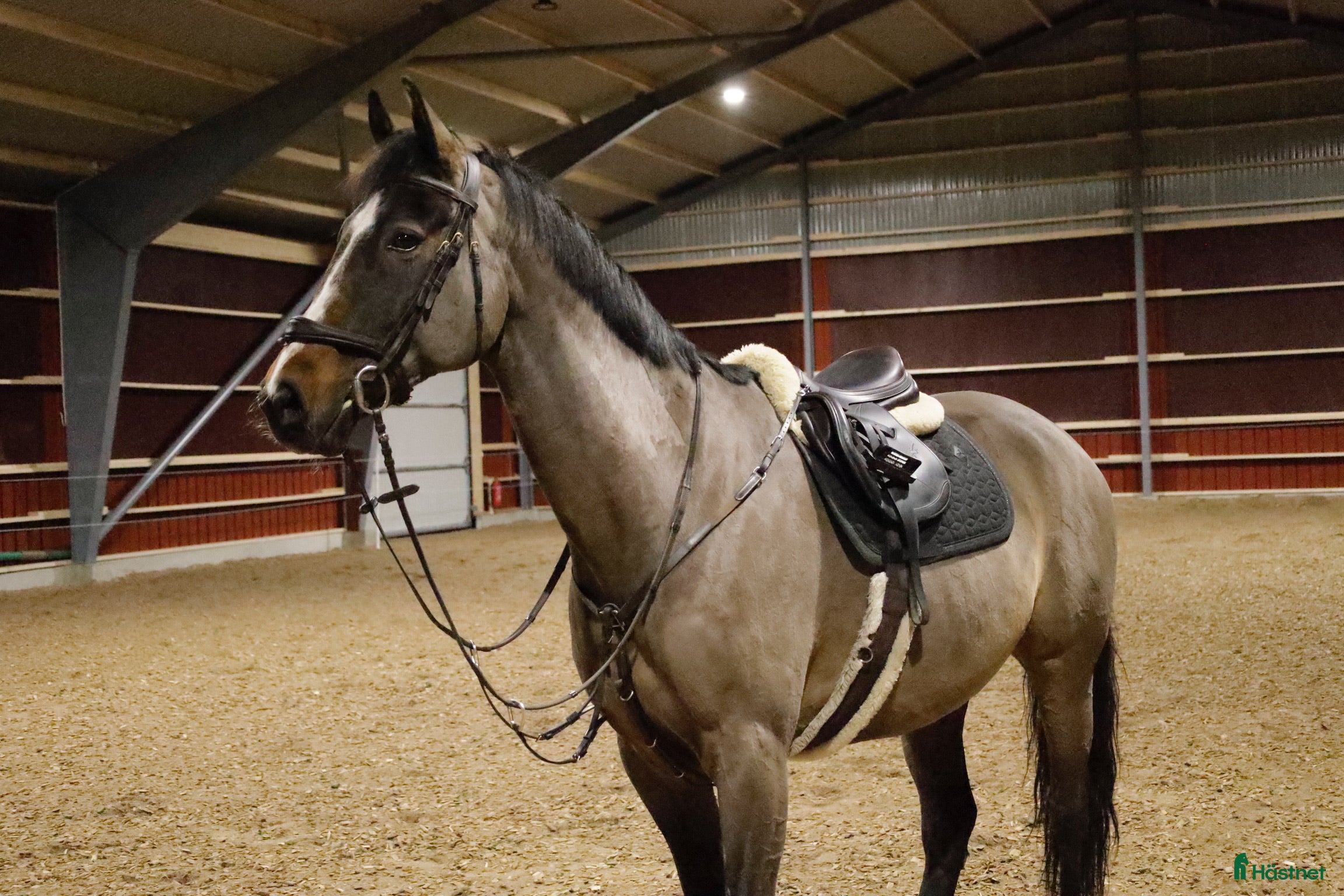  hästar Snygg Valack Tillsalu - Annons 2