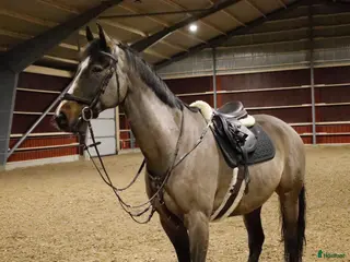 hästar Snygg Valack Tillsalu - Annons 3