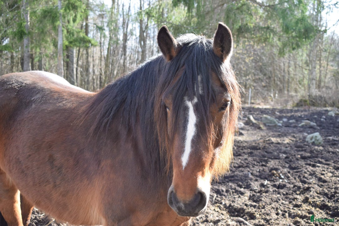 Trav hästar till salu: avel/sällskap i Norrtälje - Annons 1