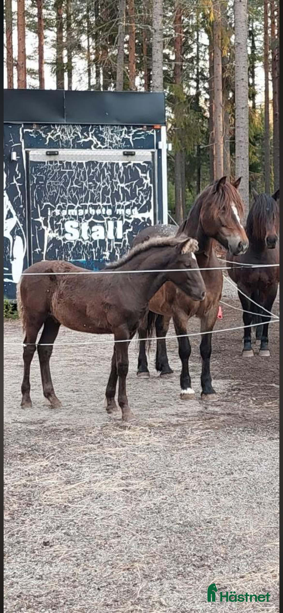 Allround hästar till salu: Kallblodssto i Hudiksvall - Annons 1