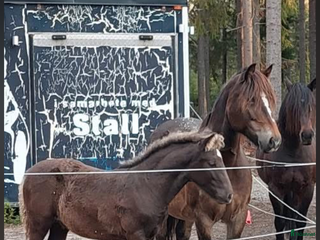 hästar Kallblodssto i Hudiksvall - Annons 12