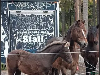 Allround hästar till salu: Kallblodssto i Hudiksvall - Annons 1