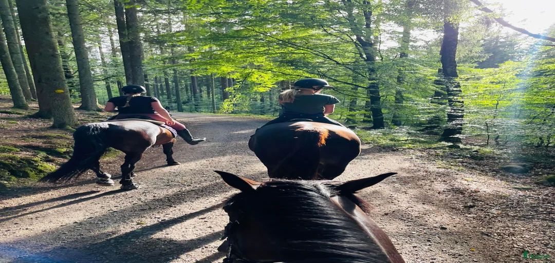 Galleribild {{count}}