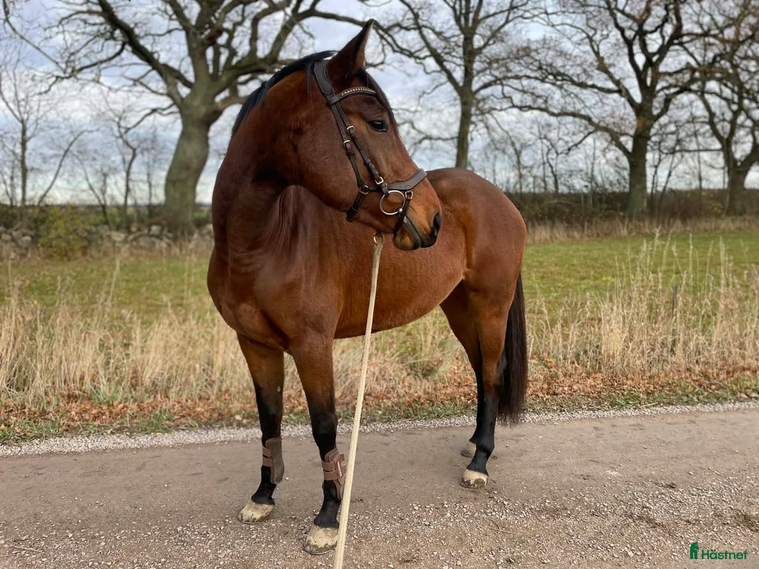 Allround hästar till salu: Trevligt sto - Annons 2