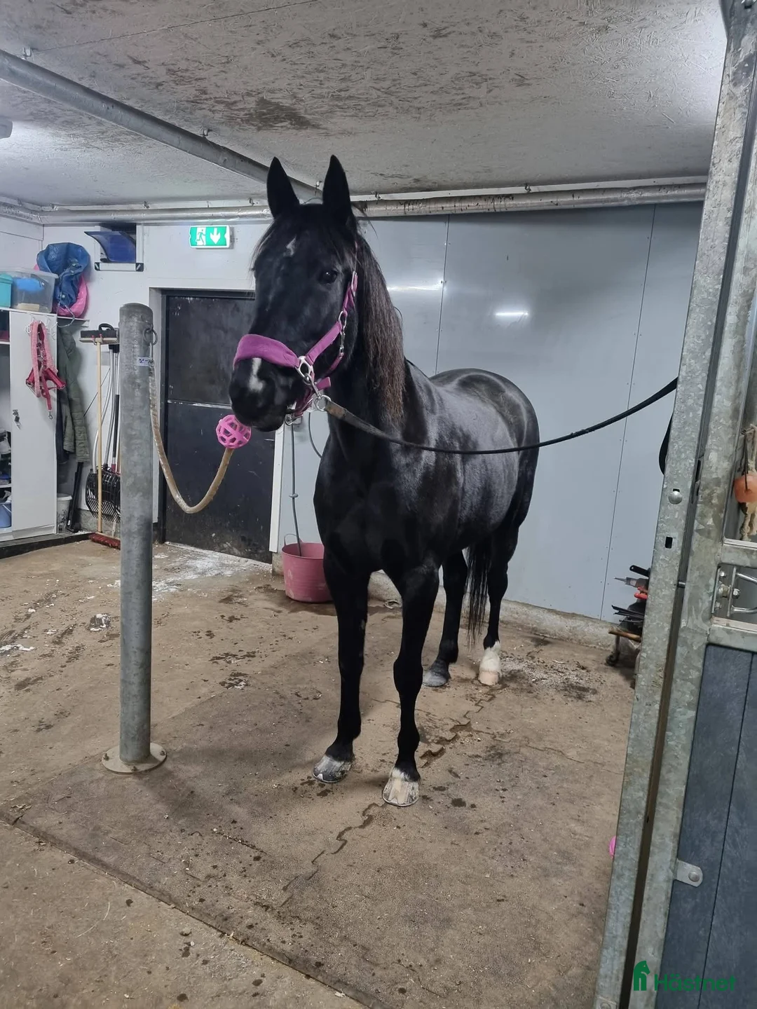  stallplats finnes: Lediga stallplats i Upplands Väsby  i Upplands Väsby - Annons 8