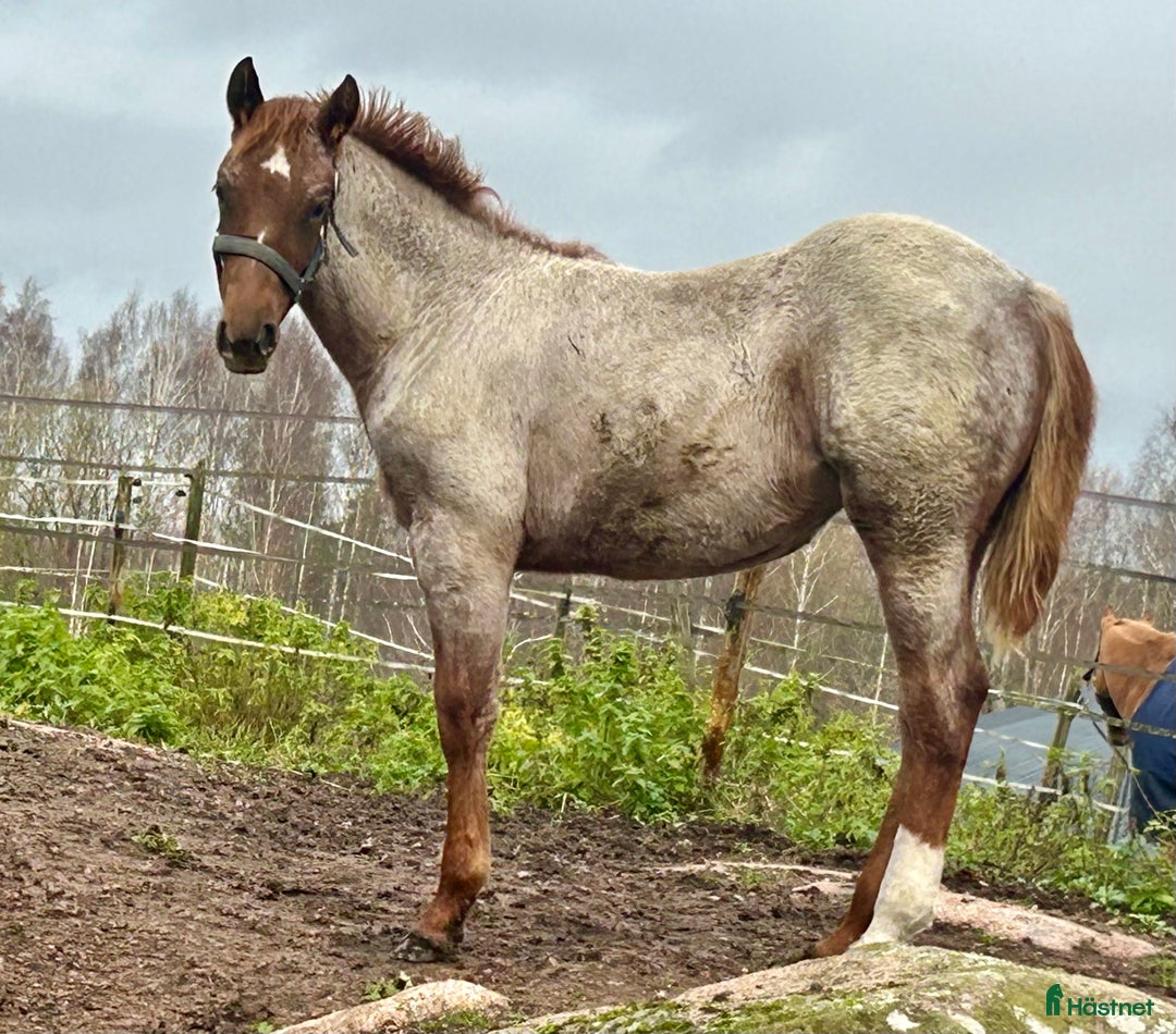 Western hästar till salu: Quarter sto föl i Kristinehamn - Annons 4