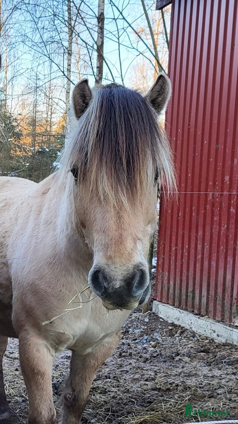  hästar Trevlig tioårig valack - Annons 2