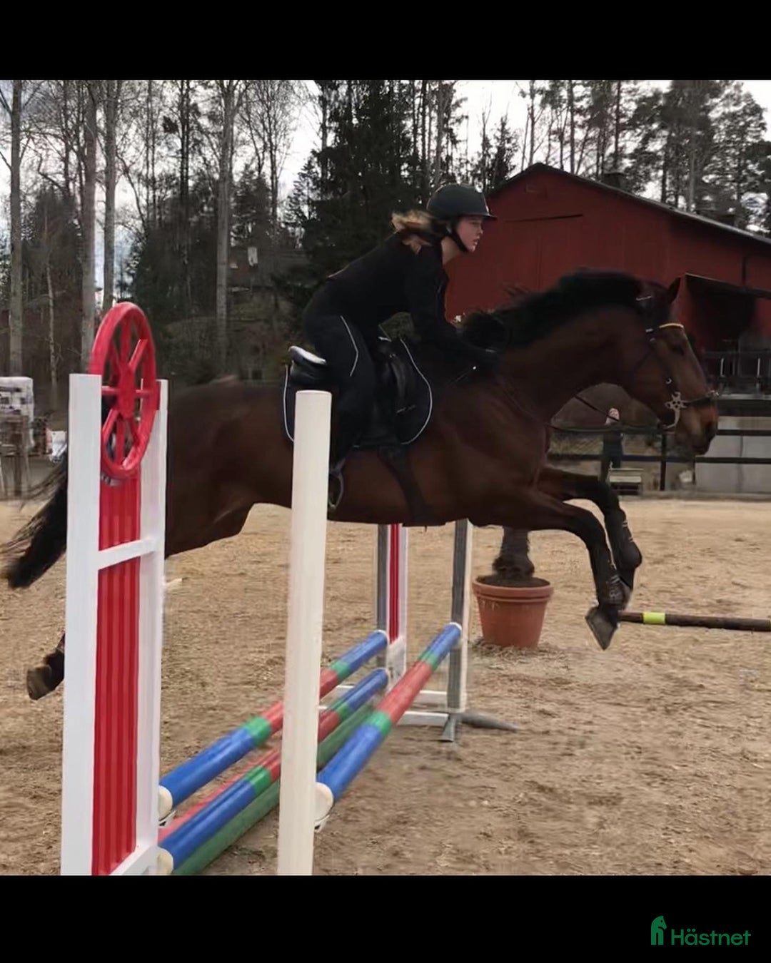 Allround hästar till salu: En go häst att göra lite av varje med i Vallentuna - Annons 5