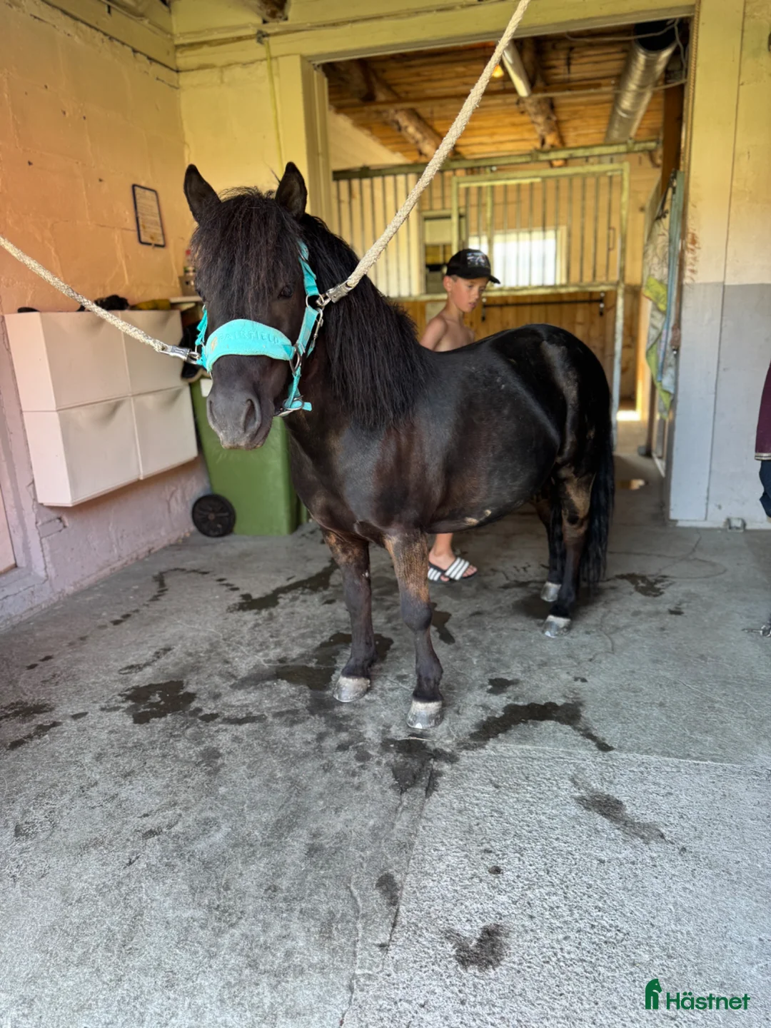 Allround hästar till salu: Allroundponny för hela familjen - Annons 1