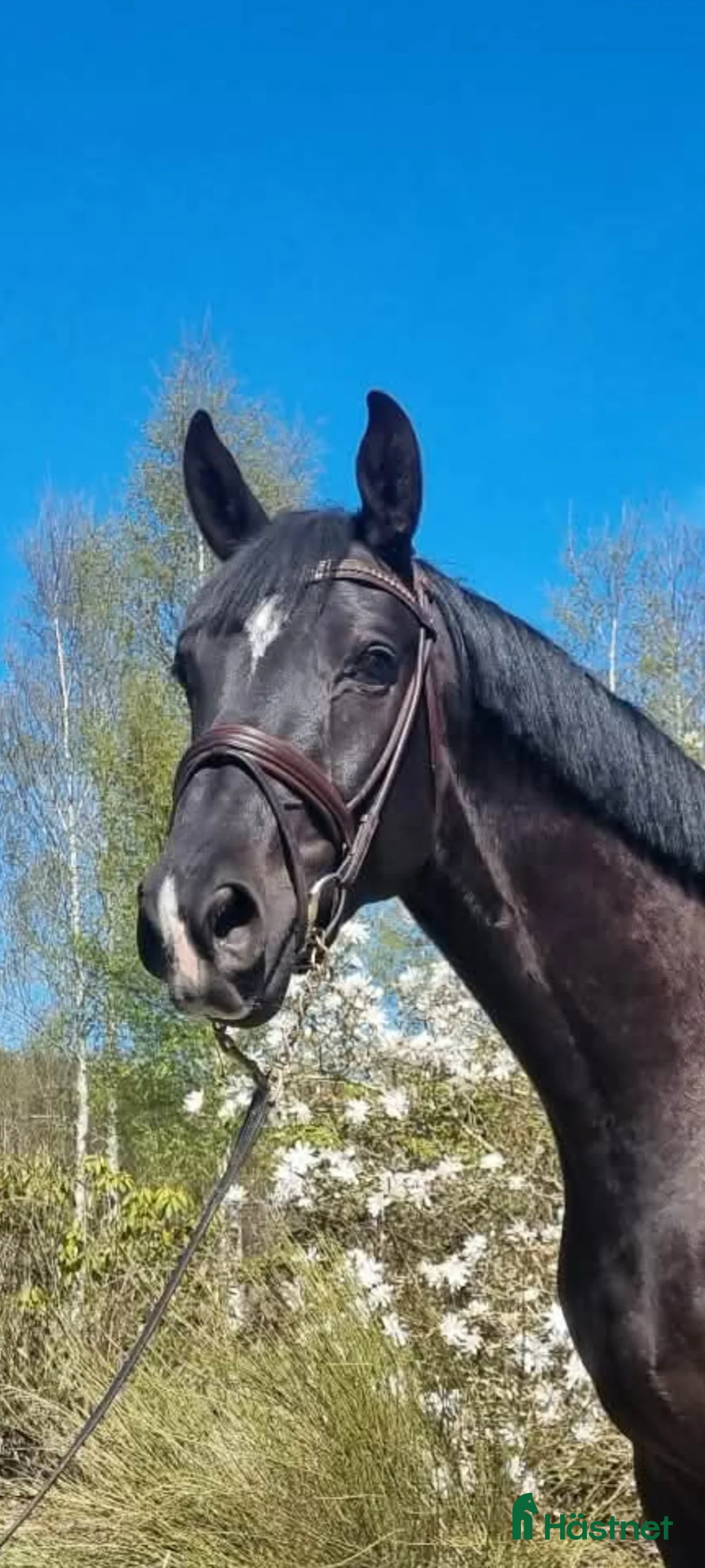 Dressyr hästar till salu: Snäll 4 årig swb valack - Annons 2