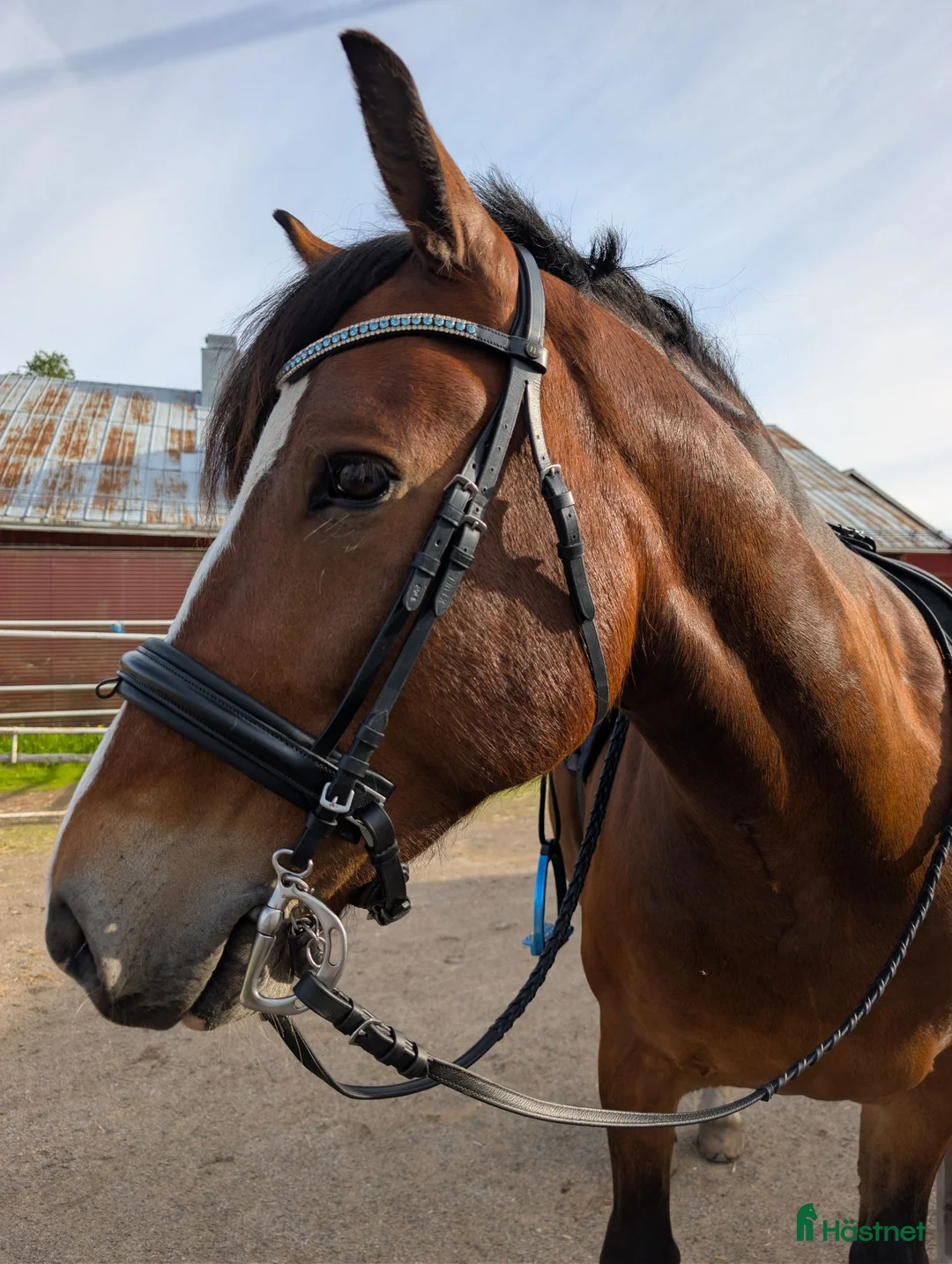 Allround hästar till salu: Superfin kallblodstravare till hobbyridning - Annons 1