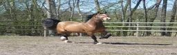 Allround hästar till salu: Magiskt vacker stor welsh cob  - Annons 9