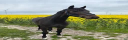 Dressyr hästar till salu: 4 års hest tilsalg  - Annons 5