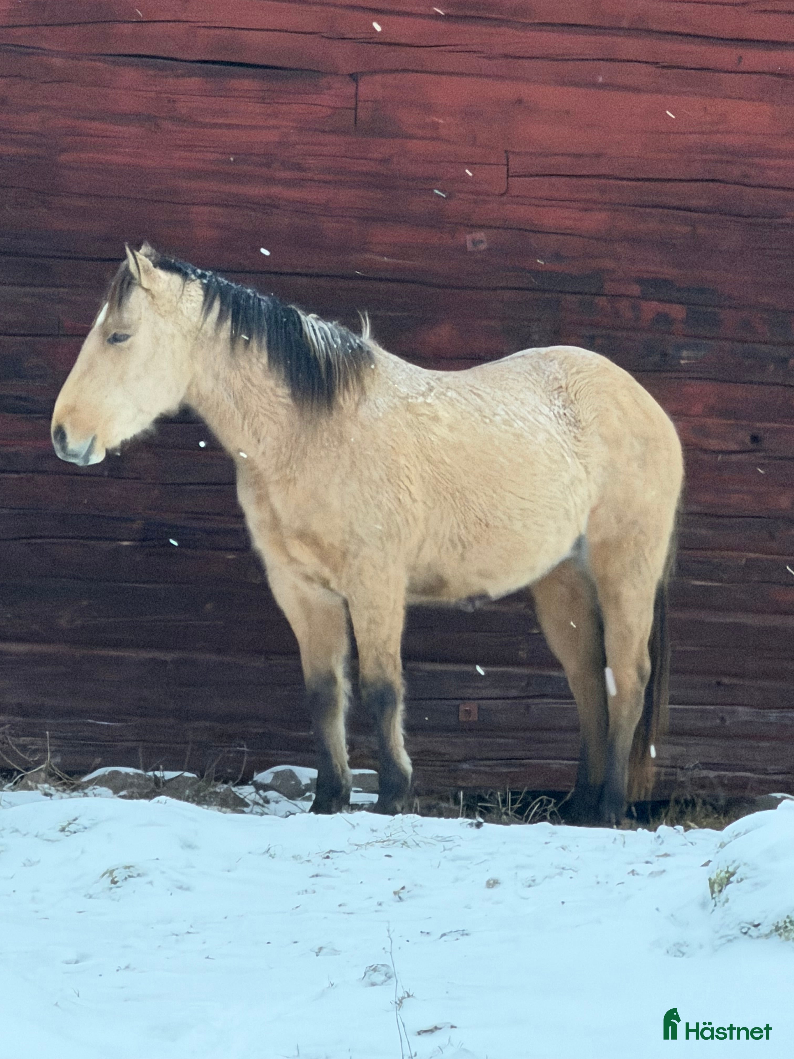  hästar Försiktig kille vill flytta hemifrån  - Annons 4