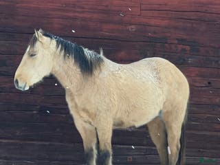 hästar Försiktig kille vill flytta hemifrån - Annons 4