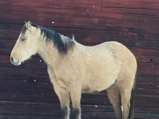 hästar Försiktig kille vill flytta hemifrån - Annons 4