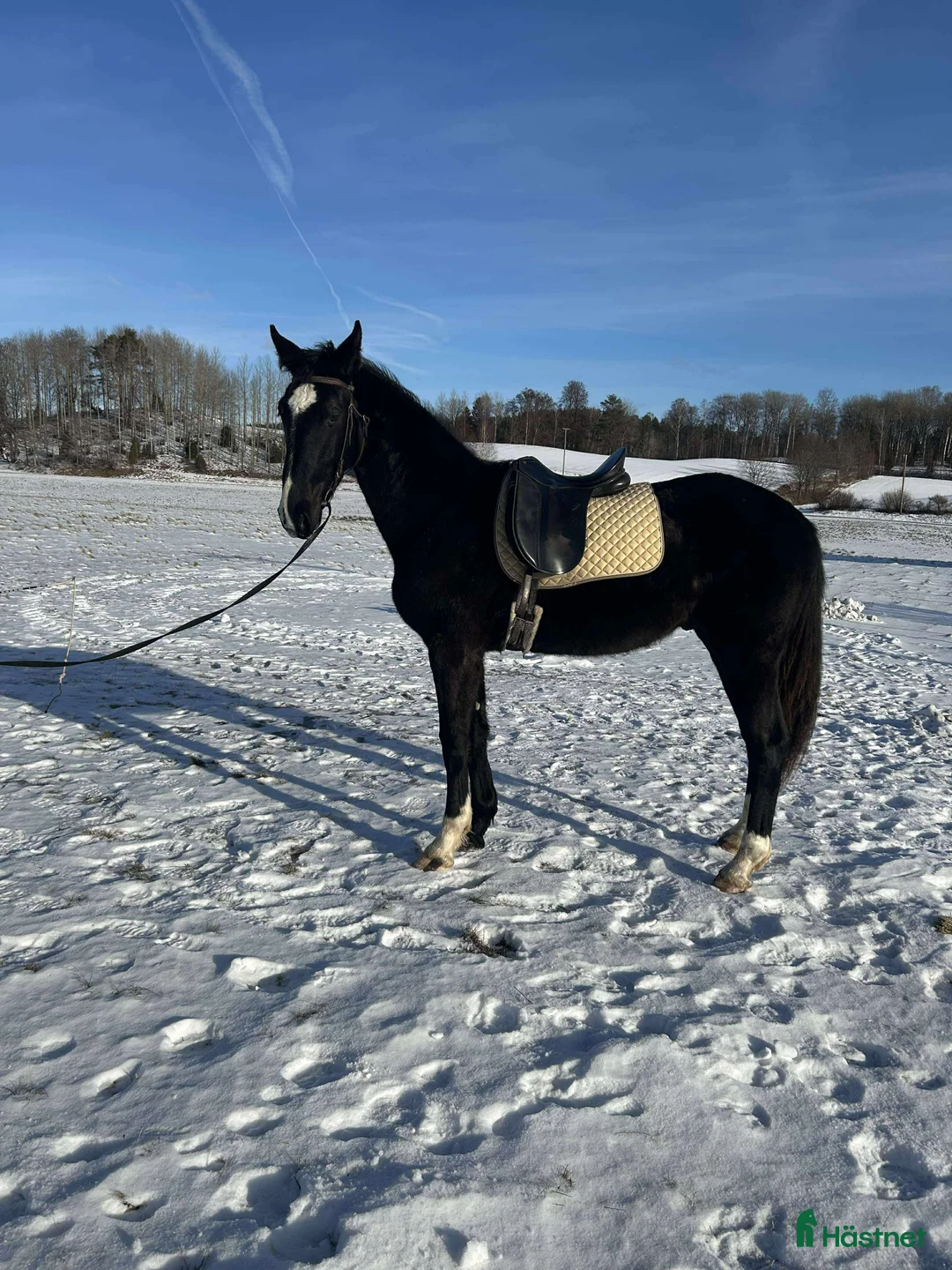 Allround hästar till salu: 2-årig social kille  - Annons 1