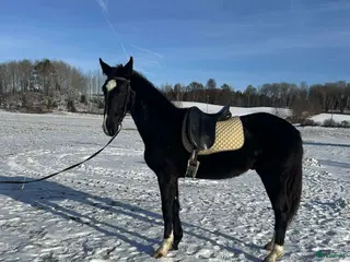 hästar 2-årig social kille - Annons 4